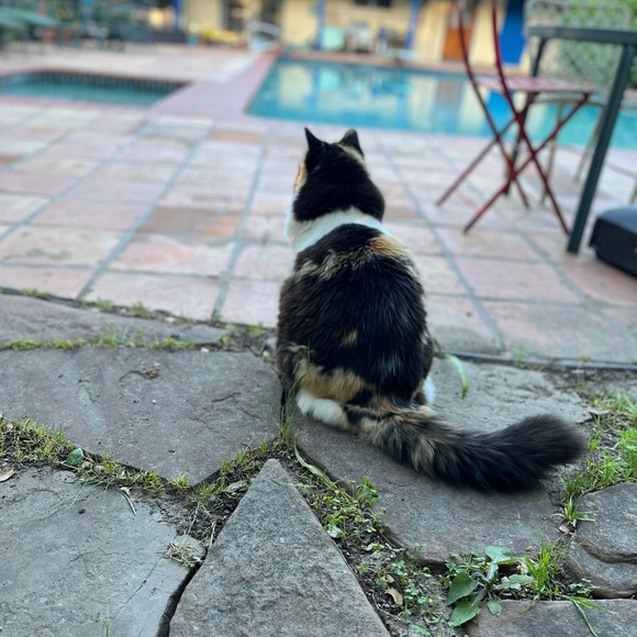 Please Help Me Support This Cat 💗 - Picture 6 of 8